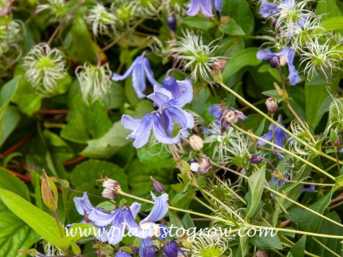 Olgae Solitary Clematis (Clematis integrifolia)